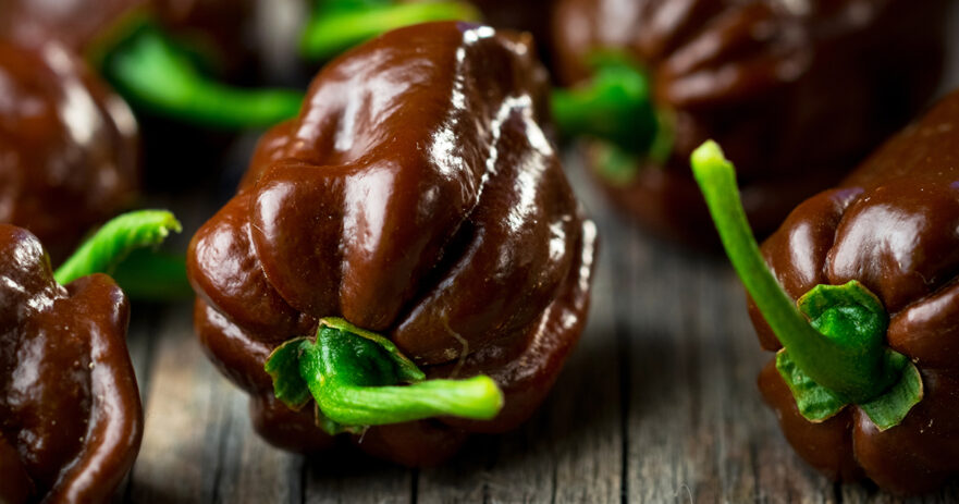 Chocolate Habanero: A Comprehensive Guide to this Rich and Spicy Pepper 1 Chocolate Habanero