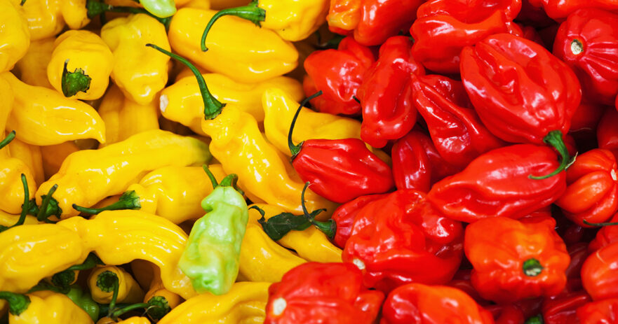 The Ultimate Guide to Different Types of Habanero Peppers 1 Habanero Types