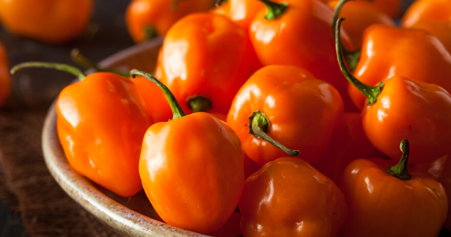 Orange Habanero: A Full Guide to this Fiery Pepper 1 orange habanero