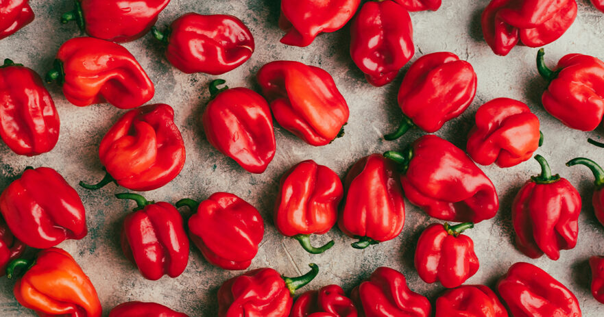 The Red Habanero: A Fully-Detailed Guide 1 Red Habanero