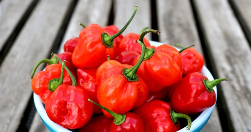 Habanero Pepper - All about Heat, Flavor, Uses, Substitutes 1 Habanero