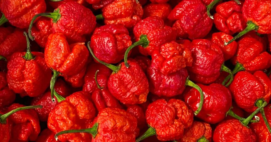 Carolina Reaper - All about Heat, Flavor, Uses, Substitutes 1 Carolina Reaper
