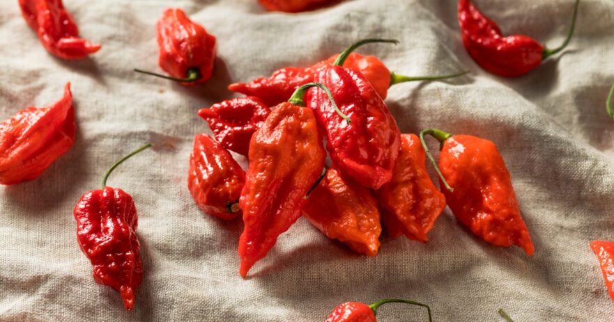 Ghost Pepper - All about Heat, Flavor, Uses, Substitutes 1 Ghost pepper