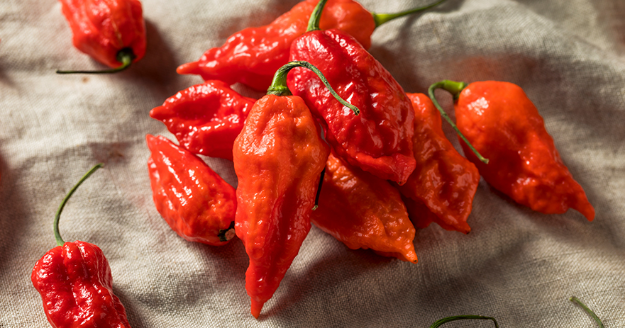 Eating a Ghost Pepper - The Fiery Journey in Your Body 1 Ghost pepper eating and effects on body