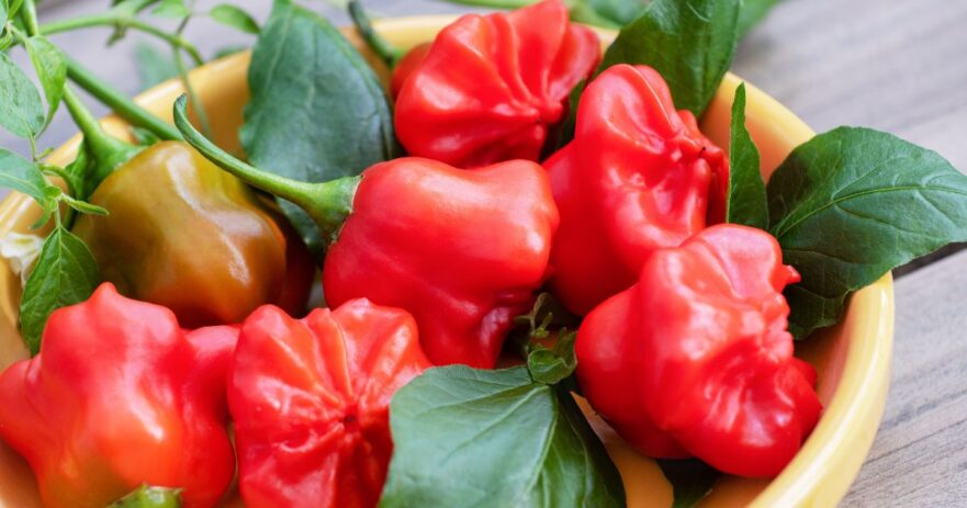 Mad Hatter Pepper - All about Heat, Flavor, Uses, Substitutes 1 Mad Hatter Pepper