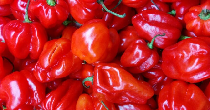 Scotch Bonnet Pepper - All about Heat, Flavor, Uses, Substitutes 1