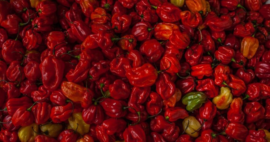 Trinidad Moruga Scorpion pepper - All about Heat, Flavor, Uses, Substitutes 1 Trinidad Moruga Scorpion Pepper
