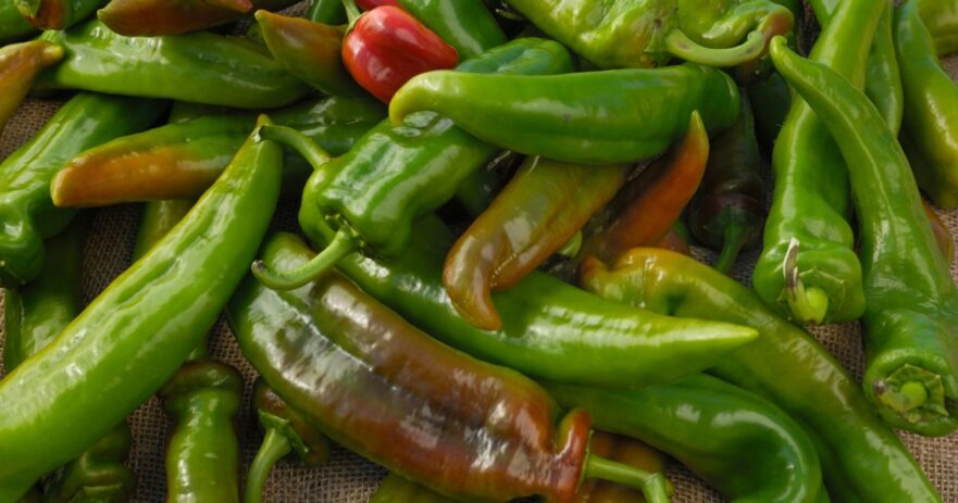Anaheim pepper - All about Heat, Flavor, Uses, Substitutes 1 Anaheim pepper