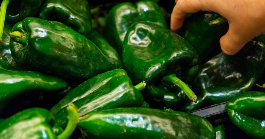 Poblano Pepper - All about Heat, Flavor, Uses, Substitutes 1 Poblano Pepper
