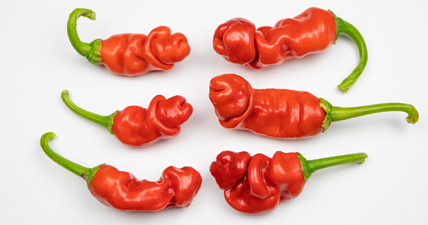 Peter pepper - All about Heat, Flavor, Uses, Substitutes 1 Peter pepper