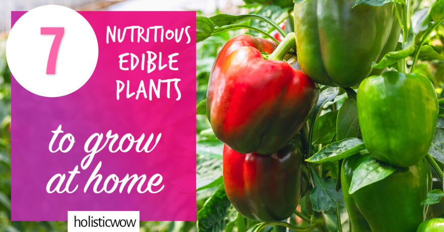 7 Nutritious Edible Plants to Grow at Home 1 7 Nutritious Edible Plants to Grow at Home