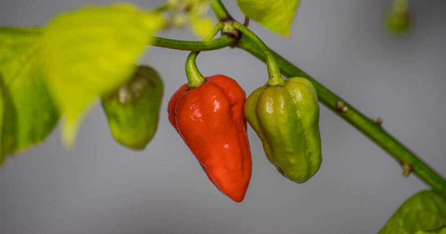 7 Pot Douglah Pepper - All about Heat, Flavor, Uses, Substitutes 1 7 Pot Douglah Pepper