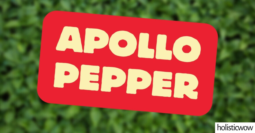 Apollo Pepper - All about Heat, Flavor, Uses, Substitutes 1 Apollo pepper