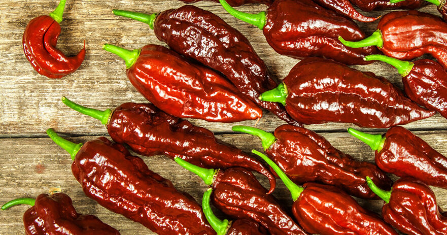 Chocolate Bhutlah Pepper - All about Heat, Flavor, Uses, Substitutes 1 Chocolate Bhutlah Pepper