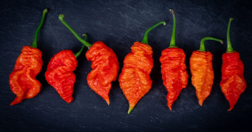 Death Spiral Pepper - All about Heat, Flavor, Uses, Substitutes 1 Death Spiral Pepper