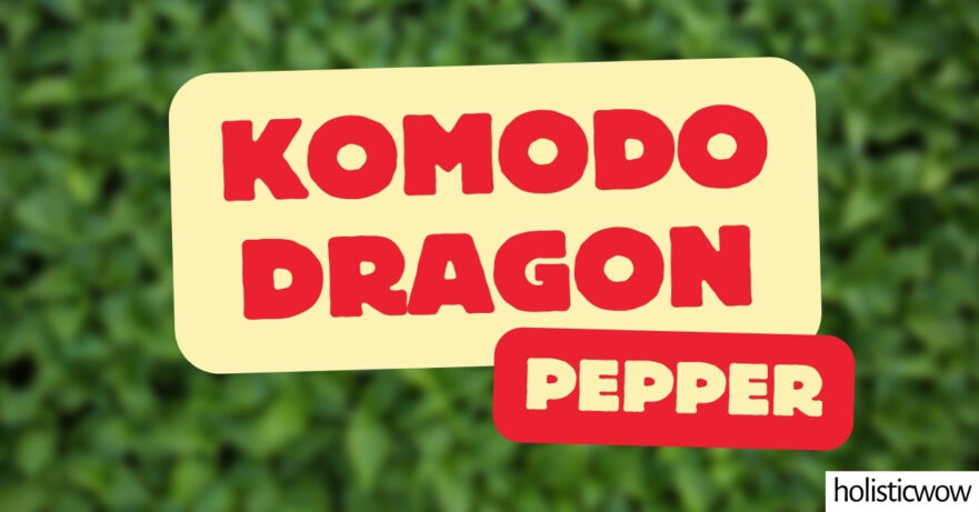 Komodo Dragon Pepper - All about Heat, Flavor, Uses, Substitutes 1 Komodo Dragon Pepper