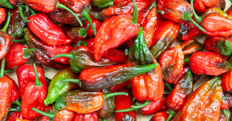 Naga Morich - All about Heat, Flavor, Uses, Substitutes 1 Naga Morich