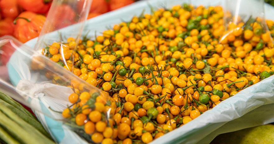 Aji Charapita Pepper – All about Heat, Flavor, Uses, Substitutes 1 Aji Charapita pepper