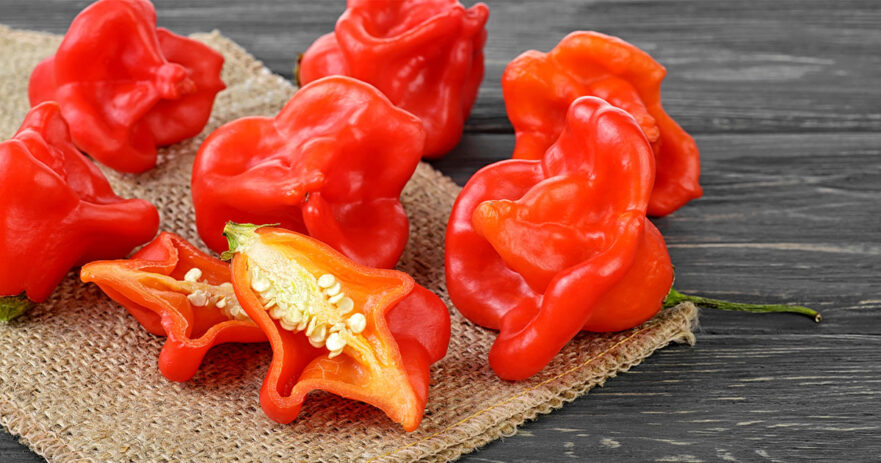 Bishop's Crown Pepper - All about Heat, Flavor, Uses, Substitutes 1 Bishop's Crown Pepper