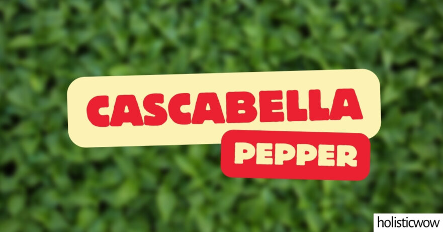 Cascabella Pepper – All about Heat, Flavor, Uses, Substitutes 1 Cascabella Pepper