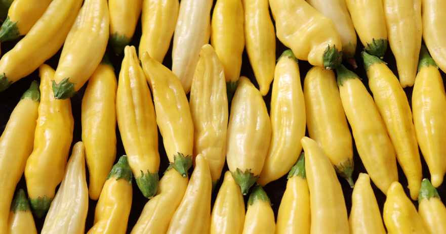 Lemon Drop Pepper – All about Heat, Flavor, Uses, Substitutes 1 Lemon Drop Pepper
