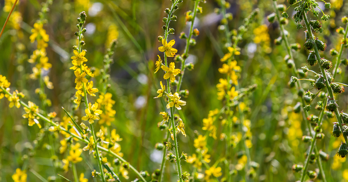 Featured image for “Agrimony Monograph”