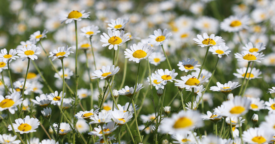 Chamomile Monograph 1 Matricaria recutita monograph