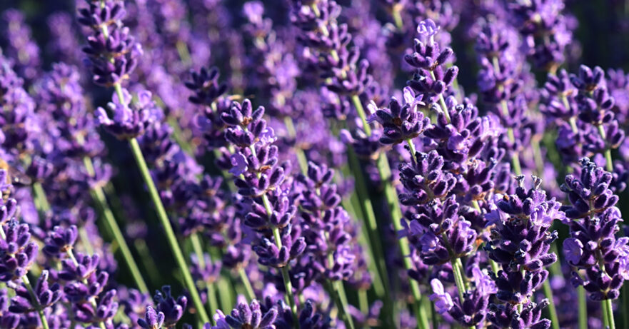Lavender Monograph 1 Lavandula angustifolia monograph