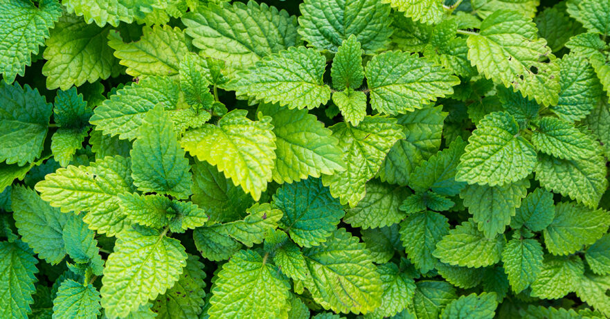 Lemon Balm Monograph 1 Melissa officinalis monograph