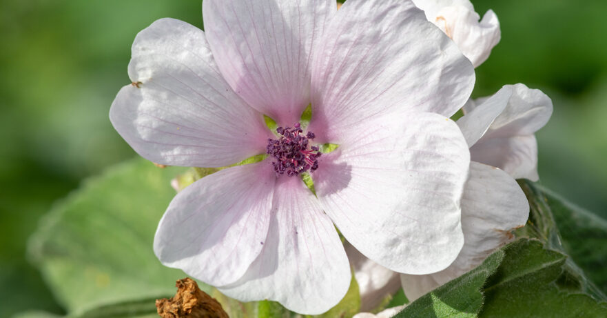 Marshmallow Monograph 1 Althaea officinalis monograph