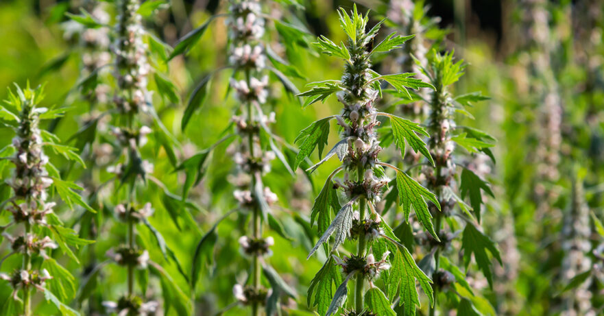 Motherwort Monograph 1 Leonurus cardiaca monograph