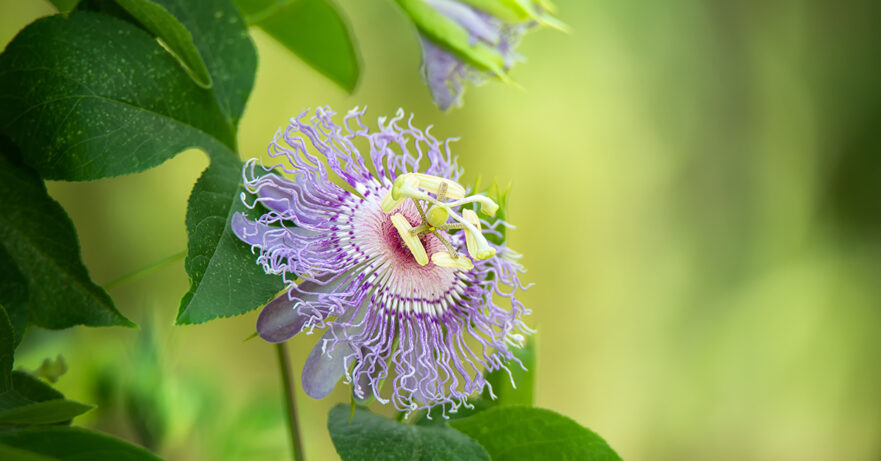 Passionflower Monograph 1 Passiflora incarnata monograph