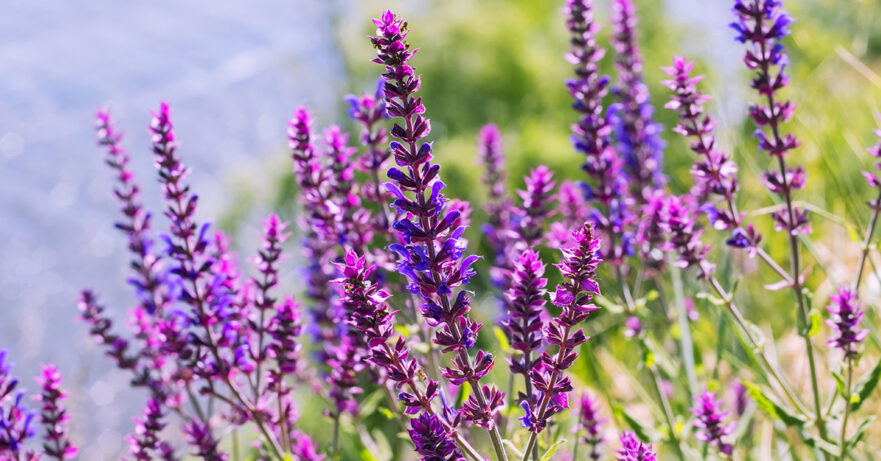 Sage Monograph 1 Salvia officinalis monograph