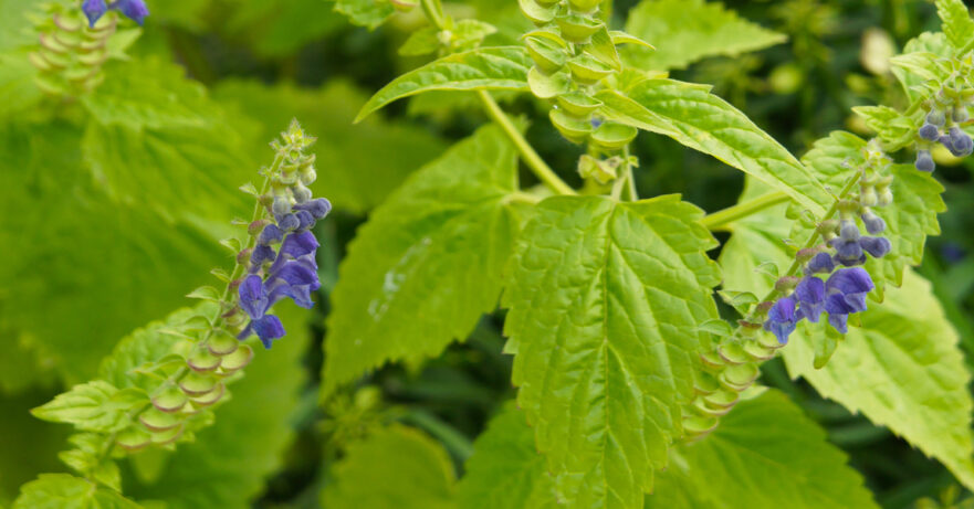 Skullcap Monograph 1 Scutellaria lateriflora monograph