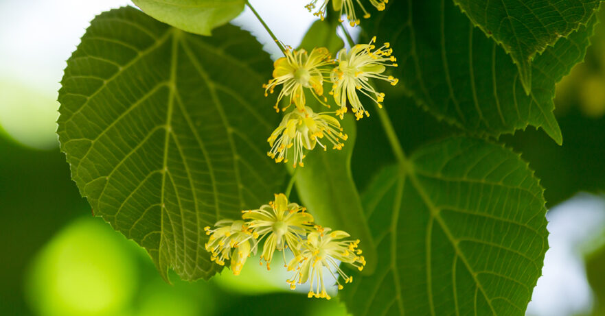 Tilia Monograph 1 Tilia monograph