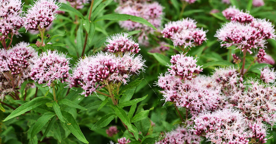 Valerian Monograph 1 Valeriana officinalis monograph