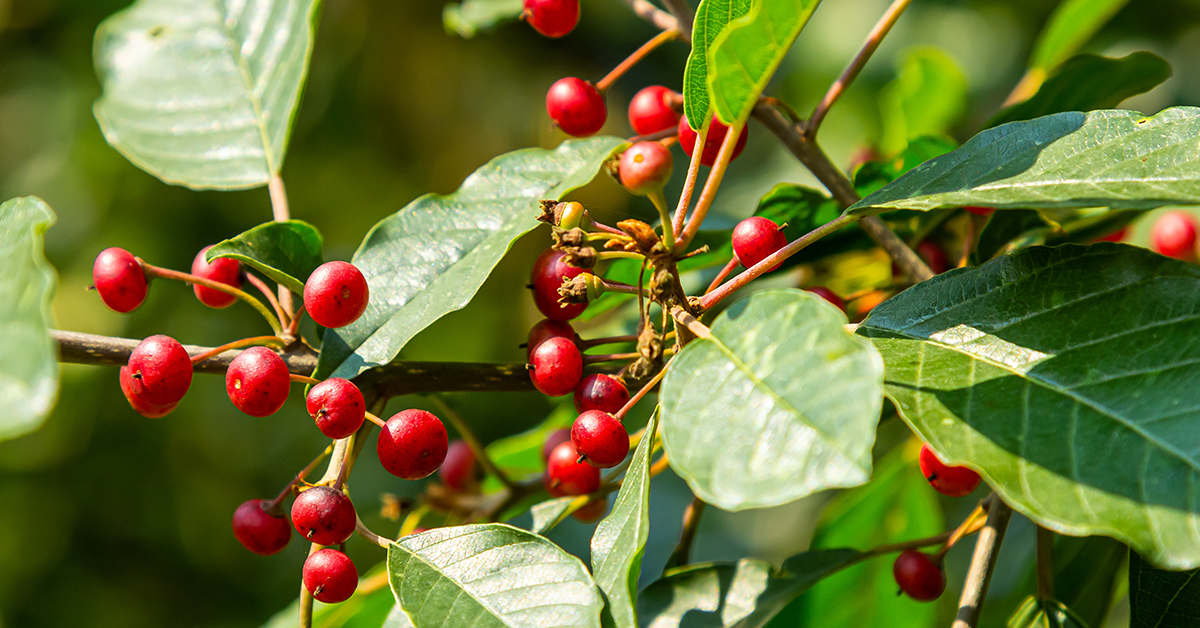 Featured image for “Alder Buckthorn Monograph”