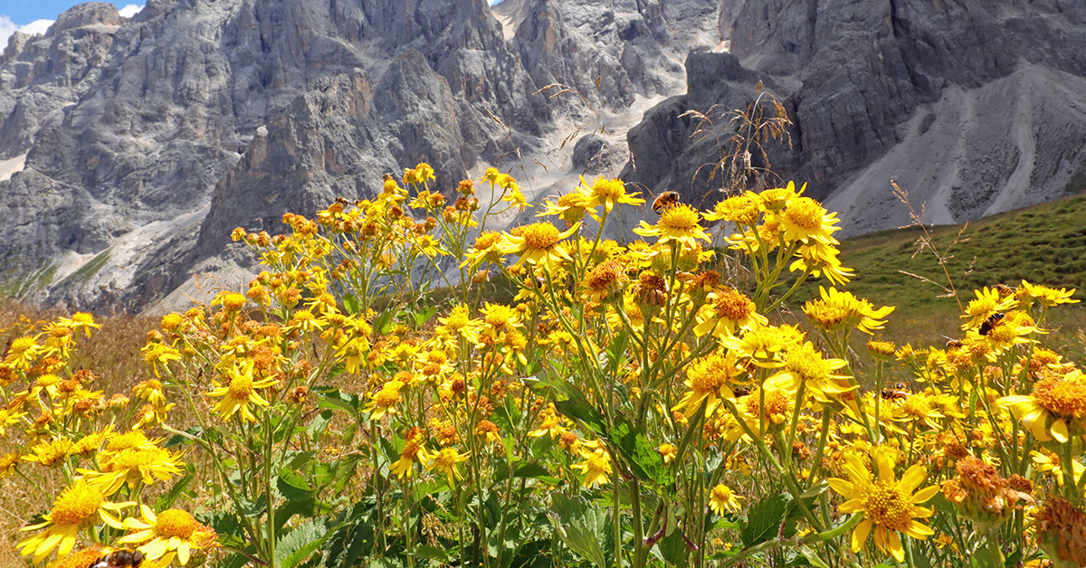Featured image for “Arnica Monograph”