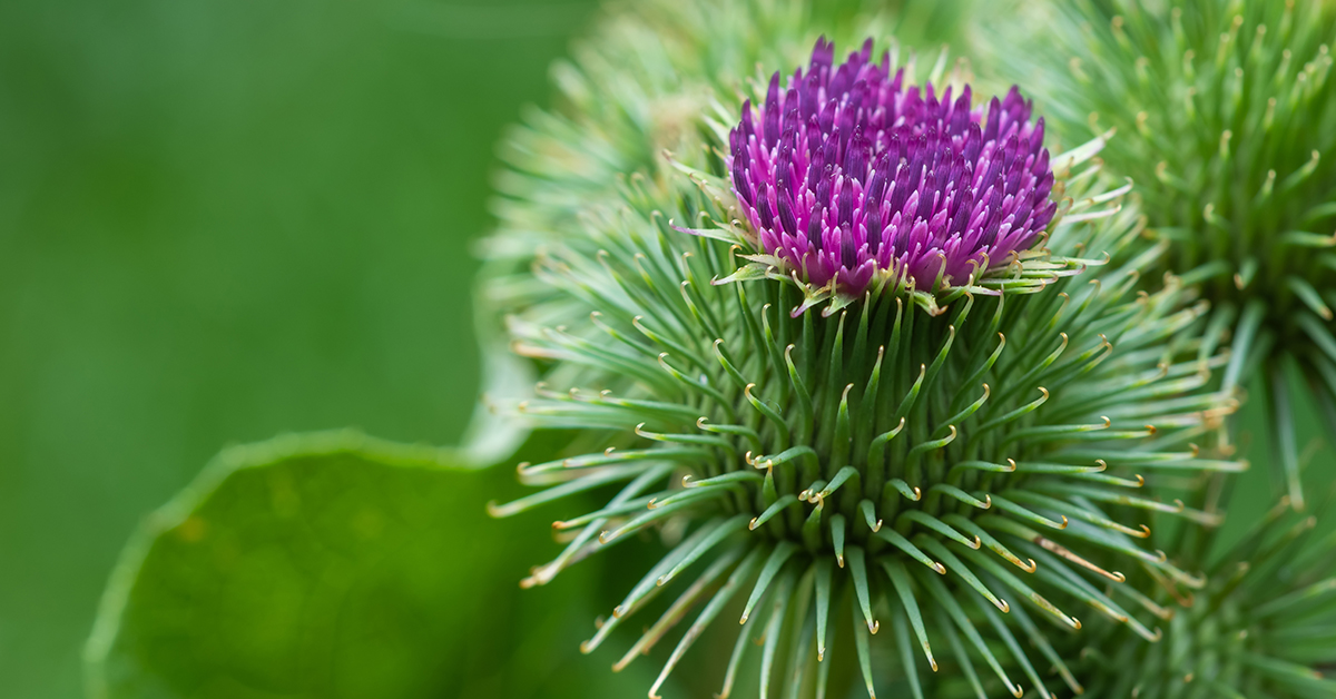 Featured image for “Burdock Monograph”