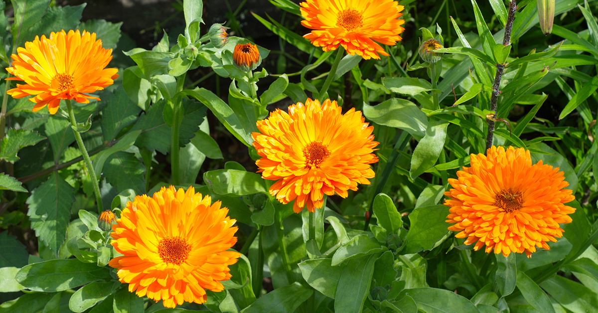 Featured image for “Calendula Monograph”