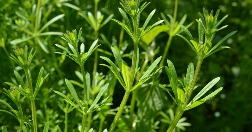 Cleavers Monograph 1 Galium aparine monograph