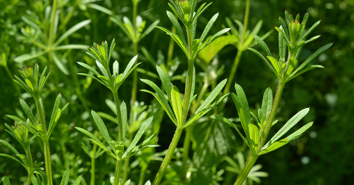 Featured image for “Cleavers Monograph”