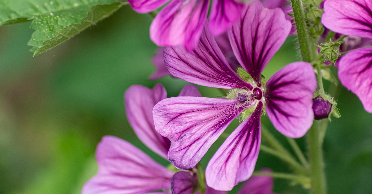 Featured image for “Common Mallow Monograph”