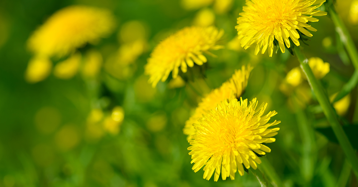 Featured image for “Dandelion Monograph”