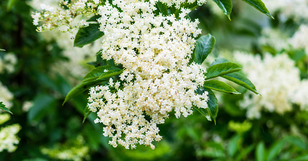 Featured image for “Elder Monograph”