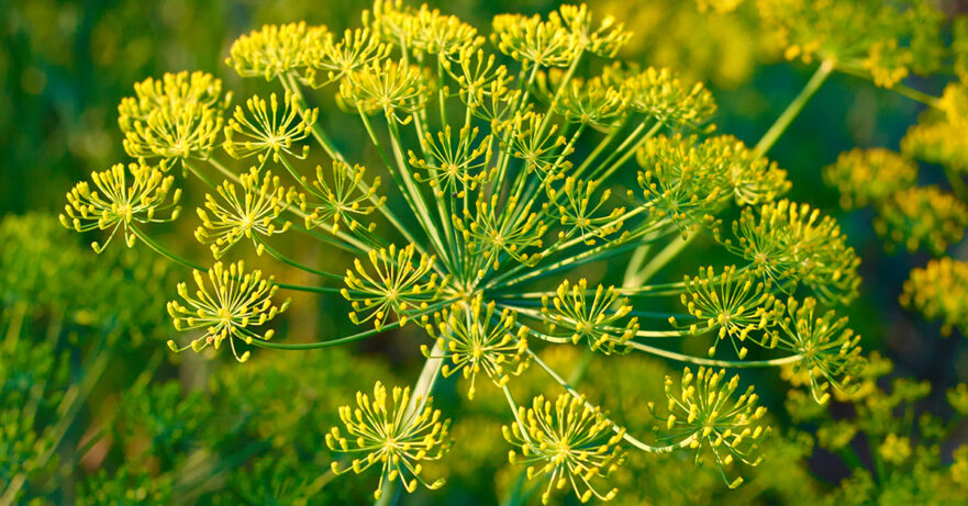 Fennel Monograph 1 Foeniculum vulgare monograph