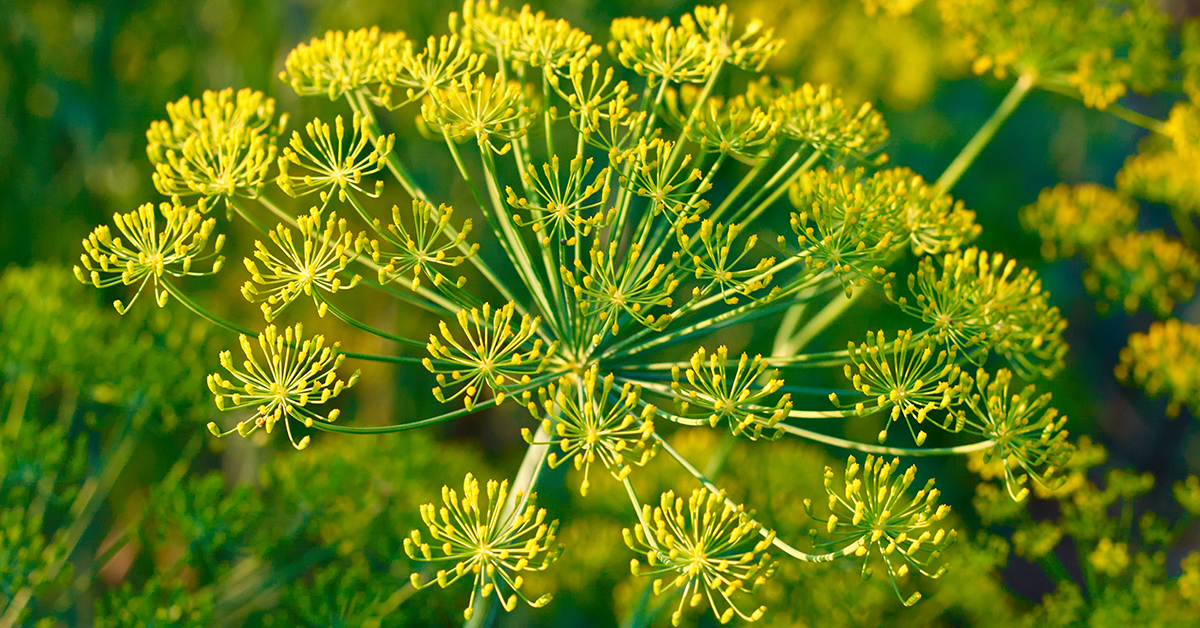 Featured image for “Fennel Monograph”