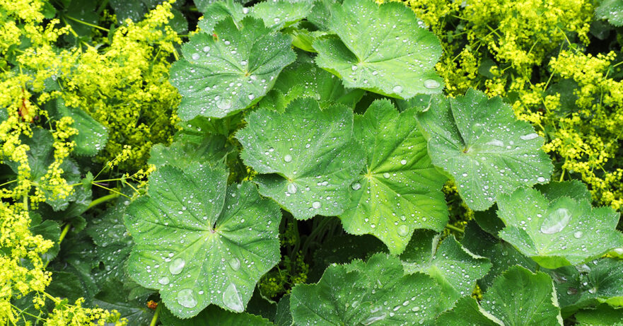 Lady's Mantle Monograph 1 Alchemilla vulgaris monograph