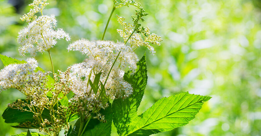 Meadowsweet Monograph 1 Filipendula ulmaria monograph
