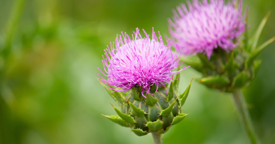 Milk Thistle Monograph 1 Silybum marianum monograph